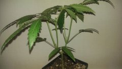 ML lemon Og candy