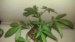 ML lemon Og candy
