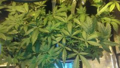 mix de different ML