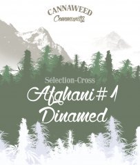 afghani#1 dinamed 2018