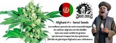 afghani#1