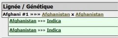 afghani génétique