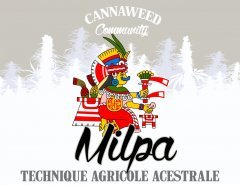 Milpa technique des trois soeurs , compagnonnage végétal