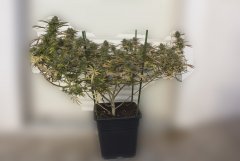 Sour Tangie #6