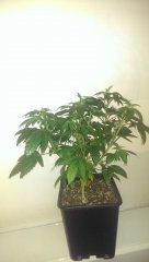 ML stawberry glue thseed