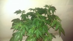 ML stawberry glue thseed