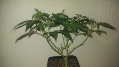 strawberry glue