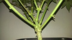 variation ML sur strawberry glue
