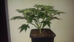 variation ML sur strawberry glue