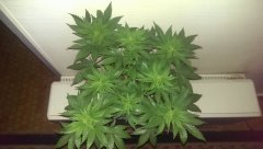 variation ML sur strawberry glue