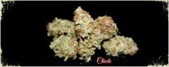 Chicle