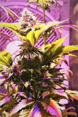 Crit mass & Somango CBD