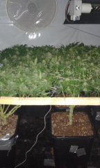 24 bord droit (SDGF + Los Andykush).jpg