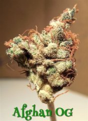 Afghan og.jpeg