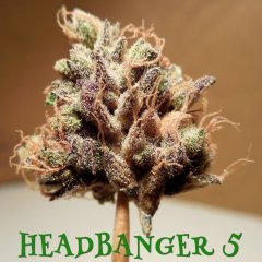 Headbanger#5.jpeg