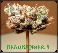 Headbanger#8bis.jpeg
