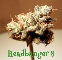 Headbanger#8.jpeg
