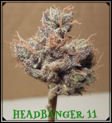 Headbanger#11.jpeg