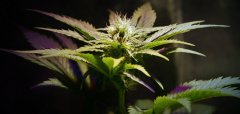 CBD Critical Mass