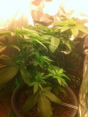 Critical kush .jpeg