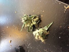 bud.jpeg