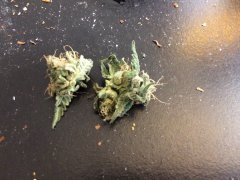 Bud.jpeg