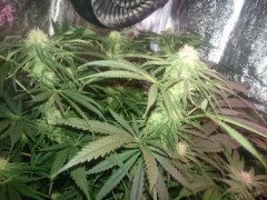 F29_CriticalJack.JPG