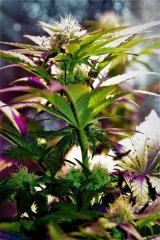 CBD Critical Mass