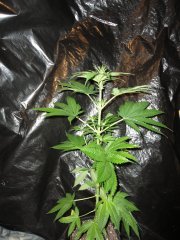 WW#2