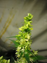 DSC02821.JPG