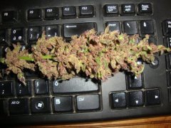 PCK