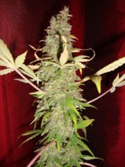 Black bomb