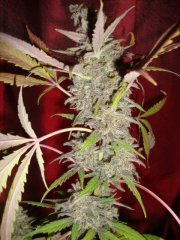 Black bomb