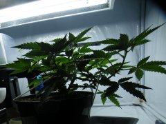 DSCF0008.JPG
