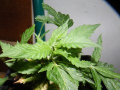 DSCF0013.JPG