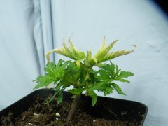 DSCF1425.JPG
