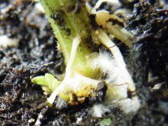 DSCF1432.JPG