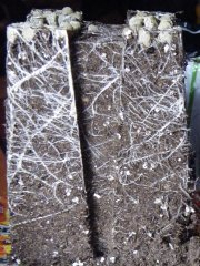 DSCF1441.JPG