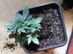 DSCF1443.JPG