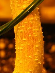 DSCF1461.JPG