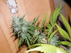 DSCF1515.JPG