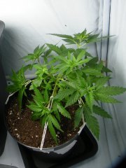 DSCF1683.JPG