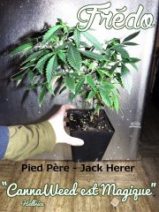 Mon pied Père Fredo.JPG