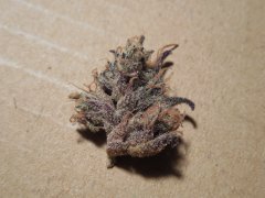 Headbanger #11