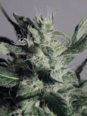 Tangie Cookies #1