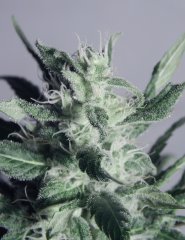 Tangie Cookies #1
