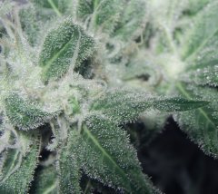 Tangie Cookies #1