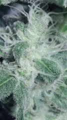 Tangie Cookies #1