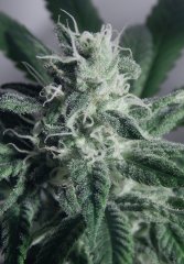 Tangie Cookies #1