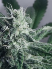 Tangie Cookies #1